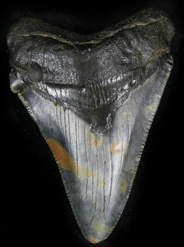 Chubutensis Tooth From NC - Megalodon Ancestor #25371